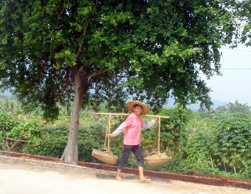 Plants for Market or Home.
